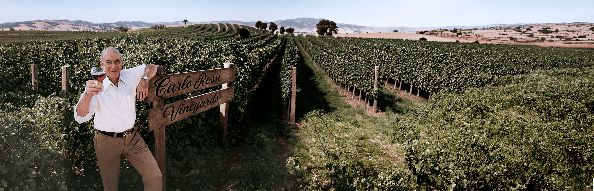 Panorama winnicy