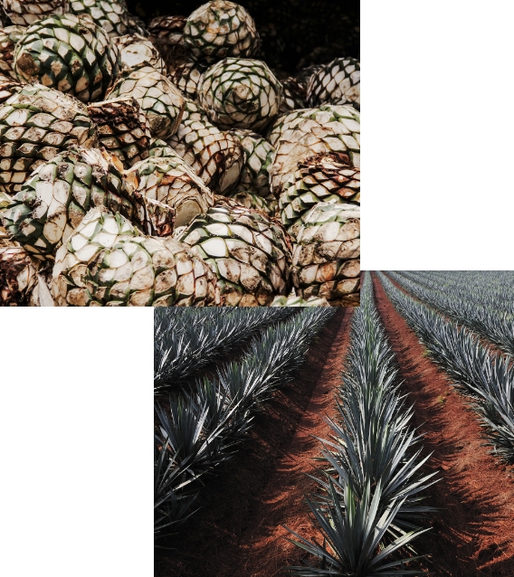 Pole Piñas